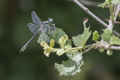 Turkse rombout, Gomphus schneiderii