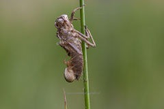 larvehuidje met spin