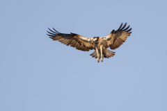 Visarend, Pandion haliaetus