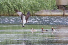 Visarend, Pandion haliaetus
