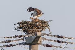 Visarend, Pandion haliaetus