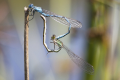 paringswiel (vrouw bruin)