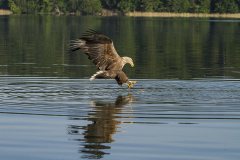 Zeearend, Haliaeetus albicilla