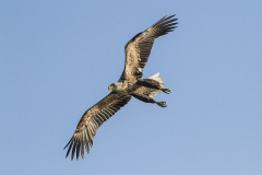 zeearend, Haliaeetus albicilla