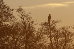 Zeearend, Haliaeetus albicilla
