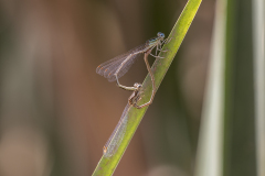 zeegroene breedscheenjuffer, Platycnemis subdilatata