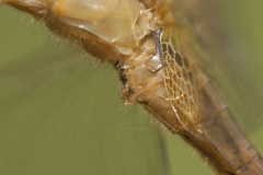 secundaire genitaliën man