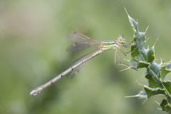 zwervende pantserjuffer, Lestes barbarus