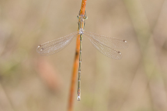 zwervende pantserjuffer, Lestes barbarus